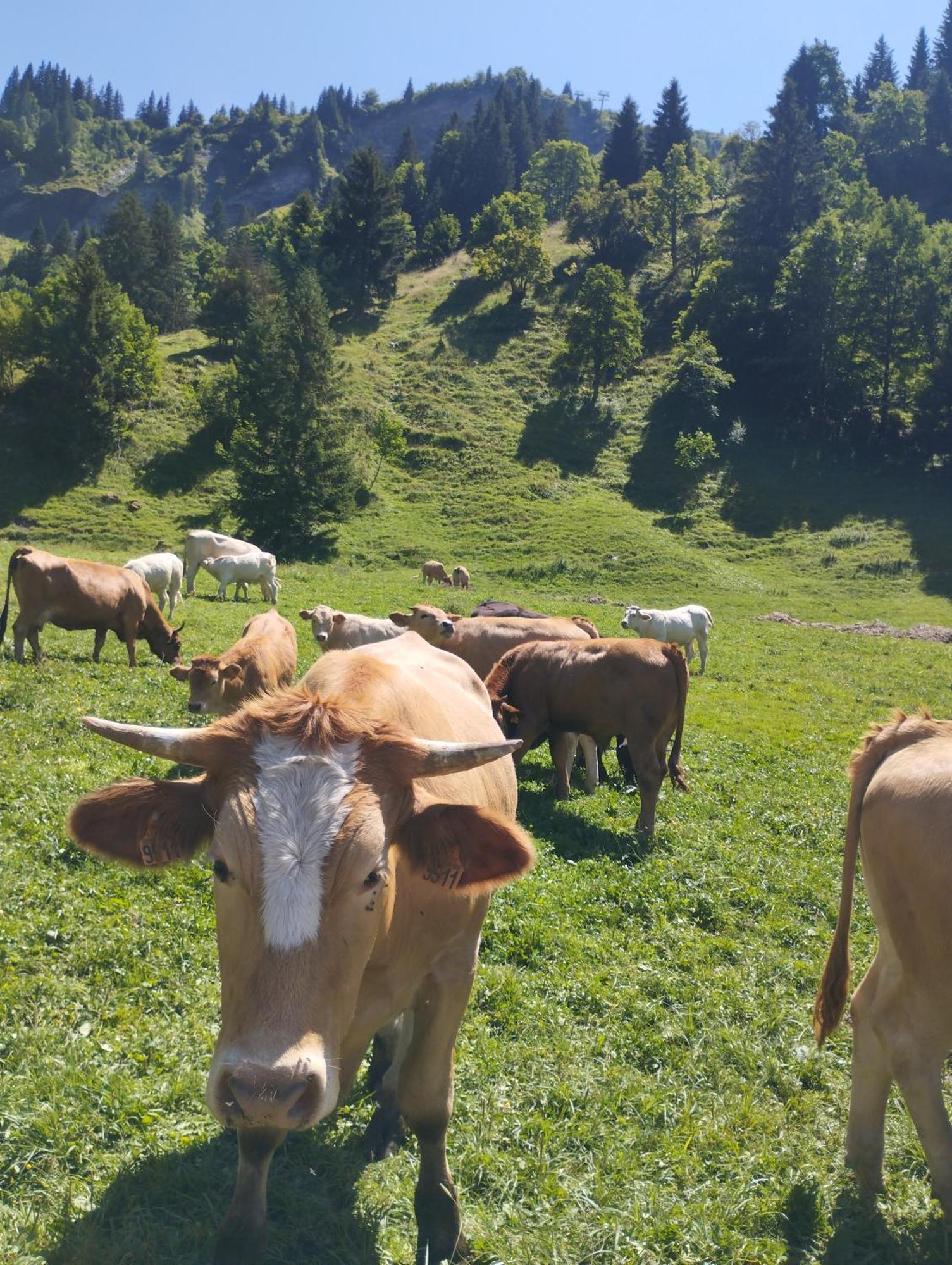Le Gite Du Val Flumet Bagian luar foto